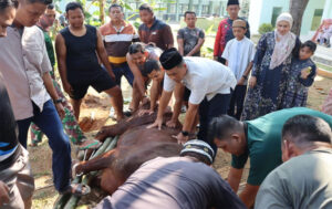 Kodim 0429 Lampung Timur Sembelih 5 Ekor Sapi Qurban Idul Adha 1446 H
