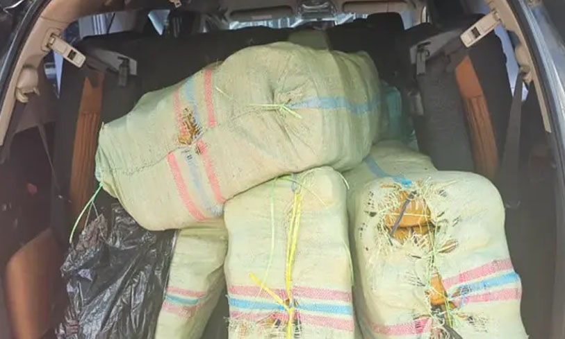 Ganja Seberat 200 Kg, Asal Gayo Aceh Tujuan Medan Berhasil Digagalkan BNN Provinsi Sumut