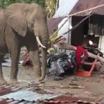 Gajah Liar Rusak Rumah Warga Di Rumbai Pekanbaru, Anak Usia 8 Tahun terluka Parah