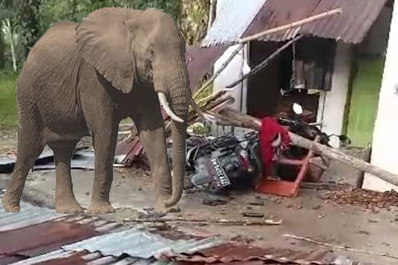 Gajah Liar Rusak Rumah Warga Di Rumbai Pekanbaru, Anak Usia 8 Tahun terluka Parah
