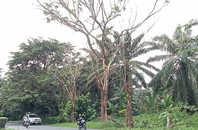 Pohon Lapuk Disimpang Siumbut Baru Di Kisaran Ancam Pengguna Jalan, Jika Tumbang Siapa Bertanggung Jawab