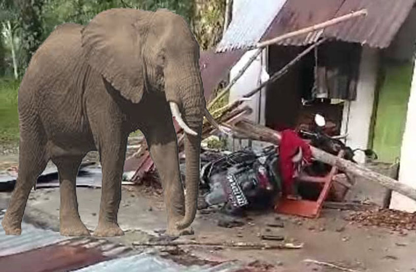 Akibat Serangan Gajah Liar, Citra Dikabarkan Meninggal Dunia Di RSUD Arifin Achmad Pekanbaru