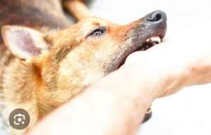 Dua Warga Nanga Taman Kalbar Di Gigit Anjing Liar, Satu Korbannya Masih Anak-Anak