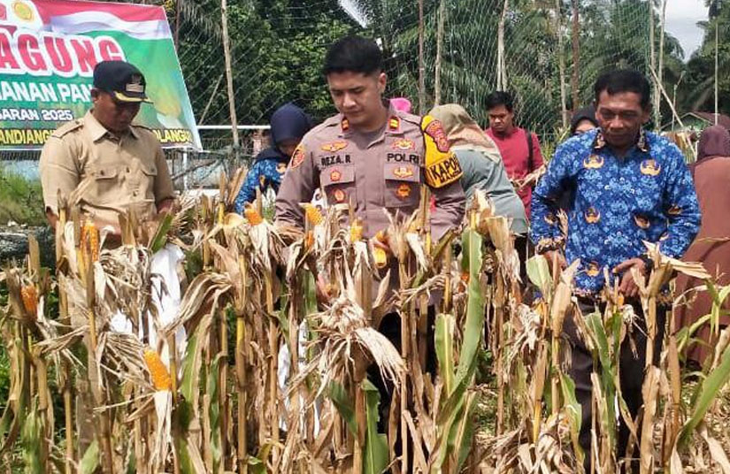 Dukung Ketahanan Pangan Di Desa Mandiangin Mudo, Polsek Mandiangin Turun Bersama Kelompok Tani Lakukan Panen Jagung