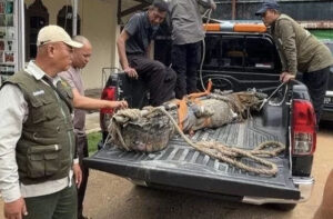 Heboh,Buaya Berukuran Besar Melintas Ditengah Jalan Di Kawasan DAM Duriangkang Batam