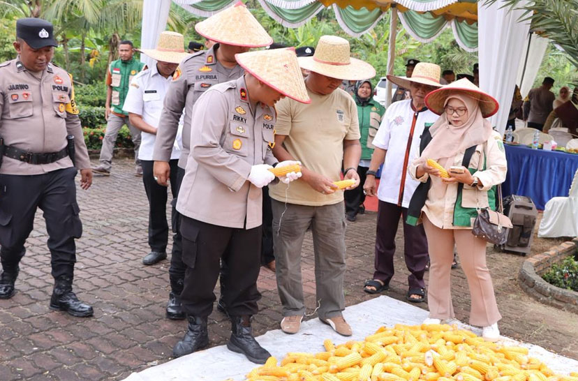 Panen Raya Jagung Di Ponpes Al-Majidiyah, Polsek Bagan Sinembah, Dukung Program Asta Cita Presiden RI