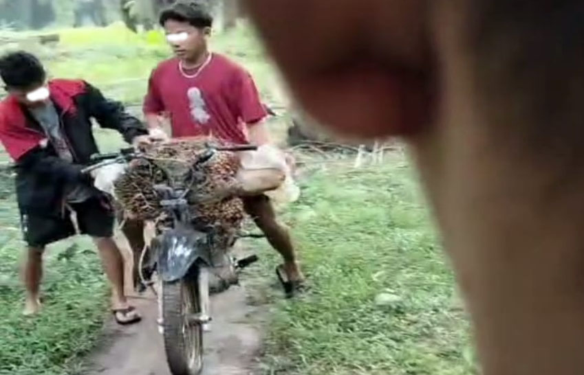 Aksi Pencurian Berondolan Sawit Milik PTPN IV BP Mandoge "Marak", Polsek Diminta Bertindak dan Tangkap Pelaku