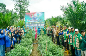 Komitmen Dukung Ketahanan Pangan, Forkopimda Kab. Sarolangun Panen Raya, Ini Dia Hasil Panennya