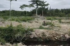 Puluhan Hektar Hutan Mangrove Di Desa Teluk Pule Dalam Beralih Fungsi Menjadi Tanaman Kelapa Sawit, Kok Bisa