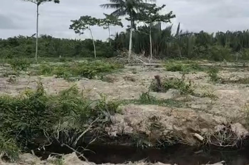 Puluhan Hektar Hutan Mangrove Di Desa Teluk Pule Dalam Beralih Fungsi Menjadi Tanaman Kelapa Sawit, Kok Bisa