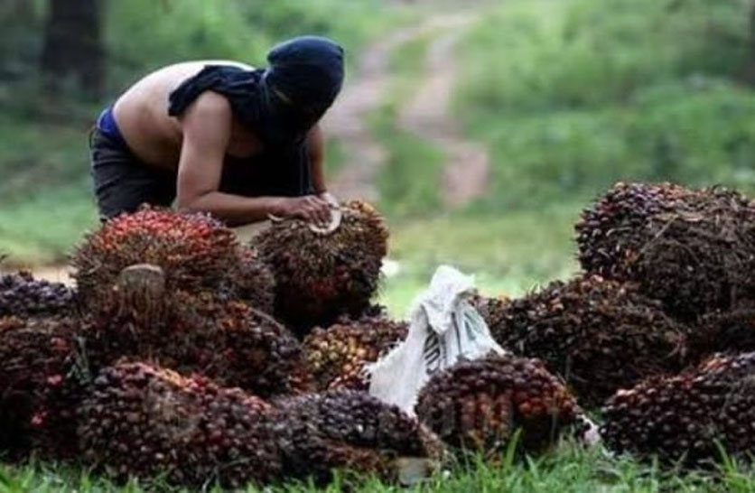 Pemkab Asahan Diminta Turun Tangan Atasi Maraknya Pencurian Kelapa Sawit Perkebunan di Kecamatan BP Mandoge