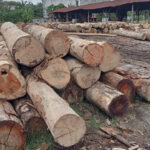 Diduga Ilegal, Sebanyak 1677 Kayu Gelondongan Ditemukan Oleh Tim Gakkum Kehutanan Wilayah Sumut Di Asahan