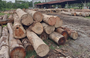 Diduga Ilegal, Sebanyak 1677 Kayu Gelondongan Ditemukan Oleh Tim Gakkum Kehutanan Wilayah Sumut Di Asahan