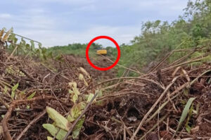Diduga Ada Alat Berat Beroperasi Didalam Kawasan Hutan Blok 14 Pasar 20 Desa Perbangunan Sei Kepayang