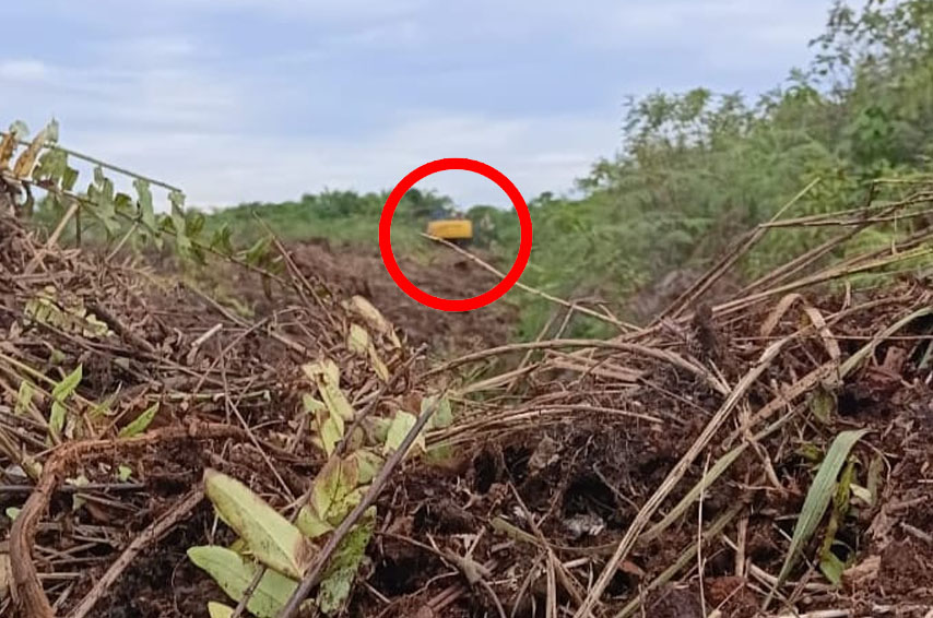Diduga Ada Alat Berat Beroperasi Didalam Kawasan Hutan Blok 14 Pasar 20 Desa Perbangunan Sei Kepayang