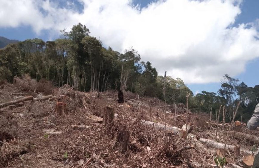 Diduga Praktik Jual Beli Lahan Kawasan Hutan Terjadi, 1266 Hektar HTR Tani Mandiri Berubah Fungsi Jadi Tanaman Kelapa Sawit