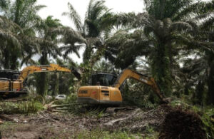 Gawat, UPT KPH Wilayah III Kisaran Terkesan Tutup Mata, Kawasan Hutan Blok 14 Diduga Beralih Fungsi Jadi Tanaman Kelapa Sawit